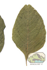 New Cal Pet NEWCAL Amaranth Leaves 2"-4" 20pack