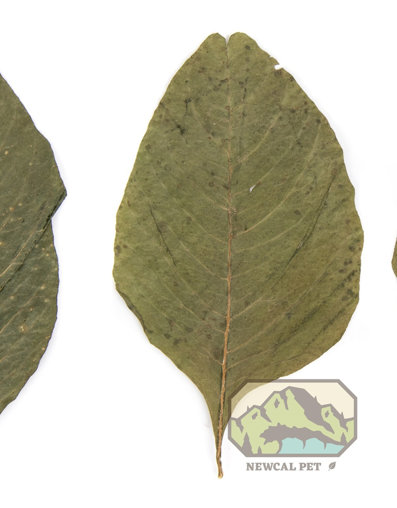 New Cal Pet NEWCAL Amaranth Leaves 2"-4" 20pack