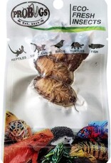 Pro Bugs PRO BUGS Dubia Cockroach 5 pcs