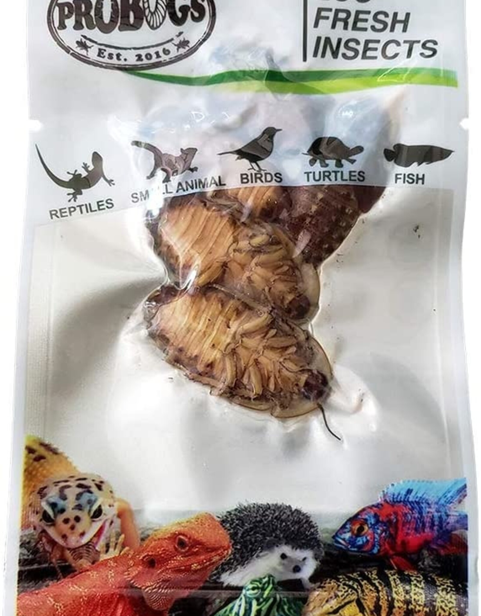 Pro Bugs PRO BUGS Dubia Cockroach 5 pcs