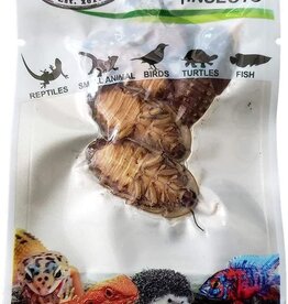 Pro Bugs PRO BUGS Dubia Cockroach 5 pcs