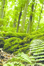 Galapagos GALAPAGOS Terrarium Cling 15"x36" (40 Gal)