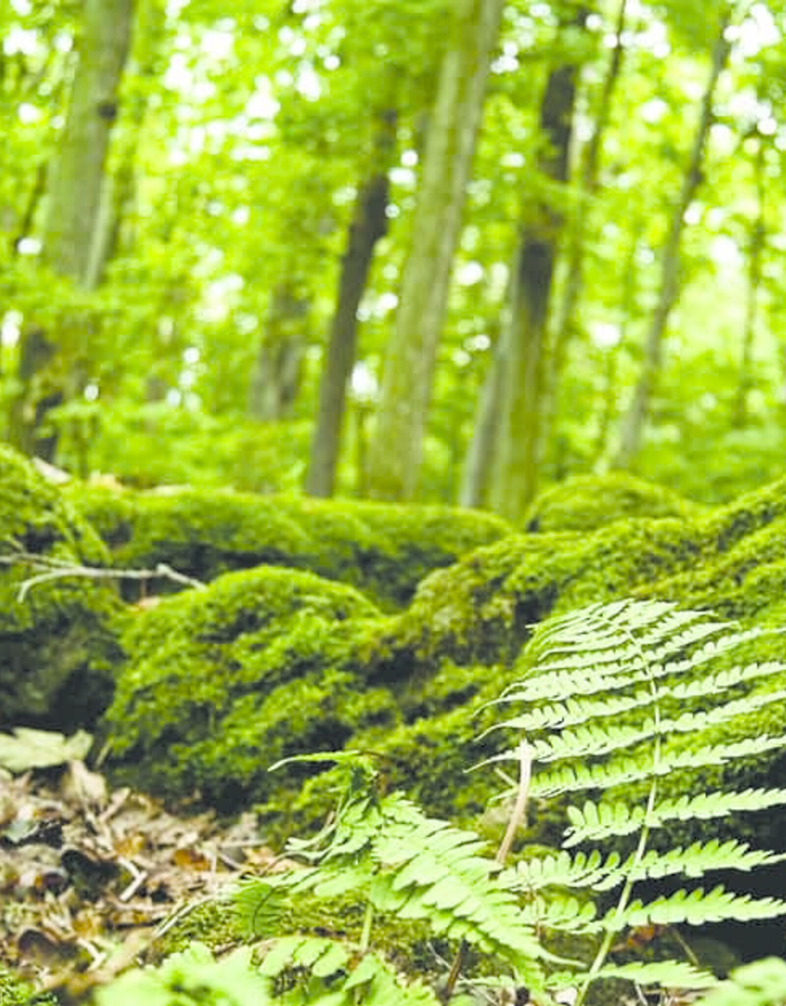 Galapagos GALAPAGOS Terrarium Cling 15"x36" (40 Gal)