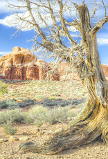 Galapagos GALAPAGOS Terrarium Cling 15"x36" (40 Gal)