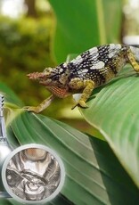 Arcadia ARCADIA Deep Heat Projector 50W