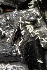 Roger's Aquatics Springtail Culture (white)