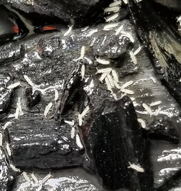 Roger's Aquatics Springtail Culture (white)