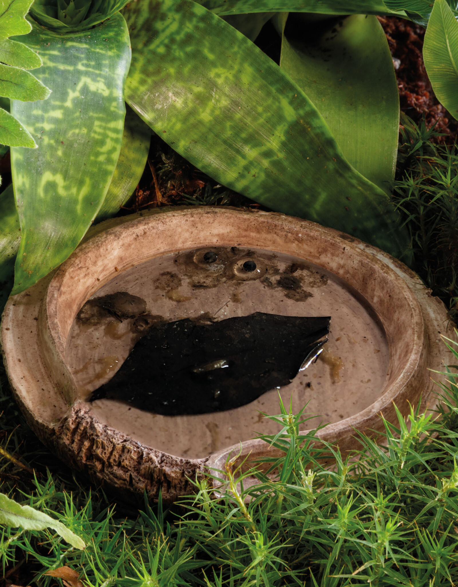 Exo Terra EXO TERRA Coconut Cave