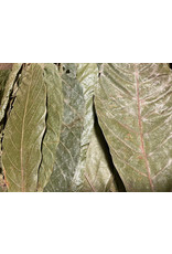 Catappa Canada CATAPPA CANADA Cacao Leaves 8 Pack