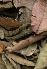 Catappa Canada CATAPPA CANADA Guava Leaves 12 Pack