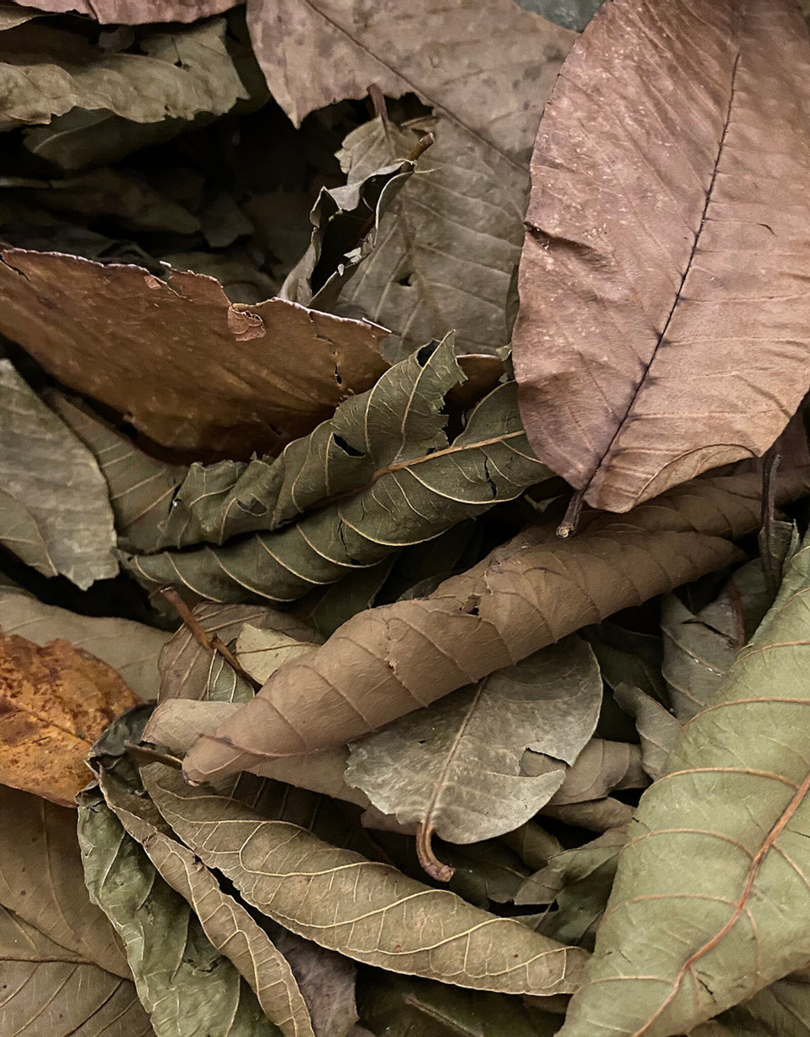 Catappa Canada CATAPPA CANADA Guava Leaves 12 Pack