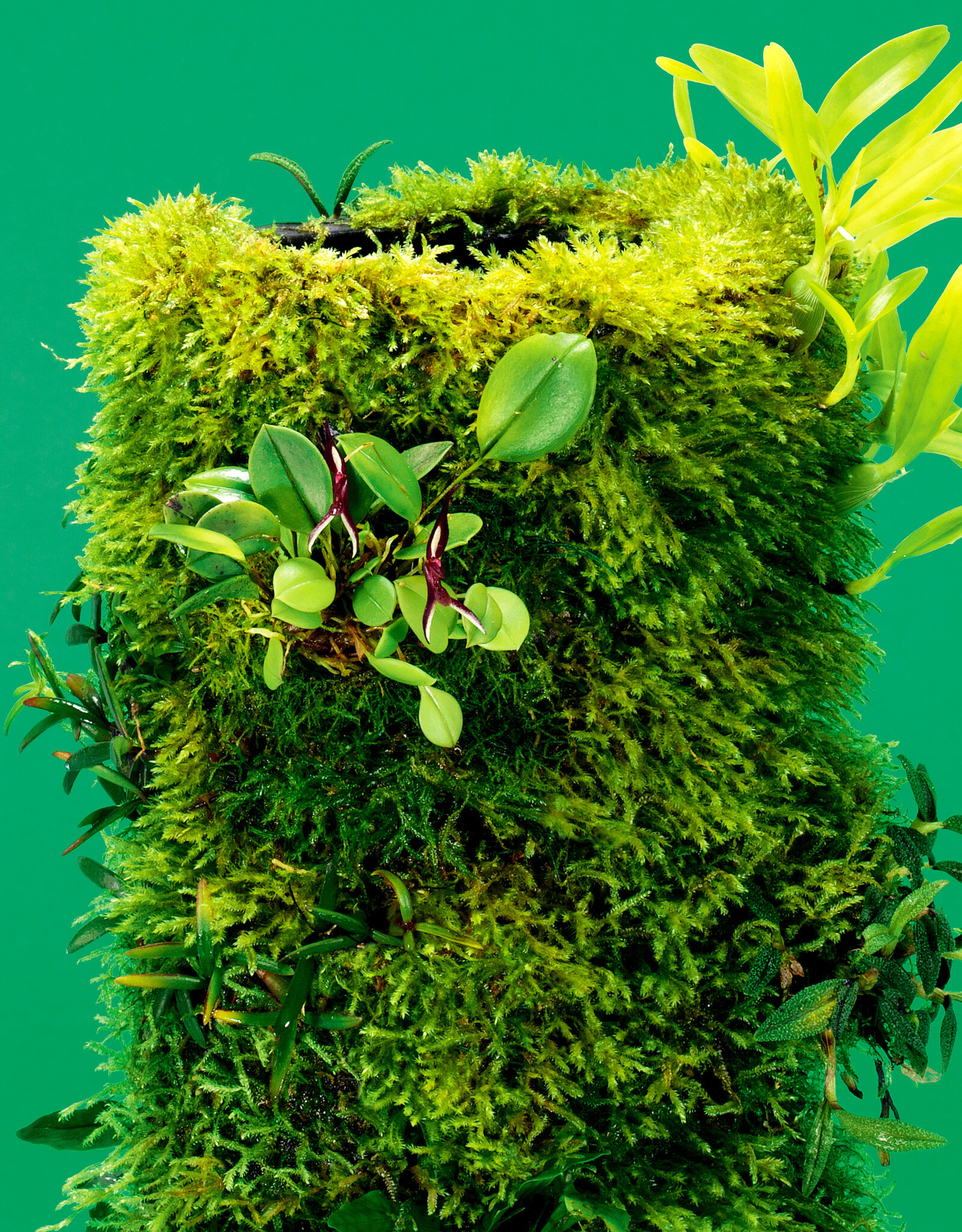 DOOA DOOA Terra Base