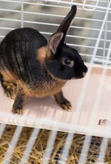 Prevue PREVUE Pet Wooden Platform Shelf XL