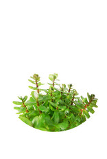 ABC Plants ABC PLANTS - Rotala robustus 'mini'