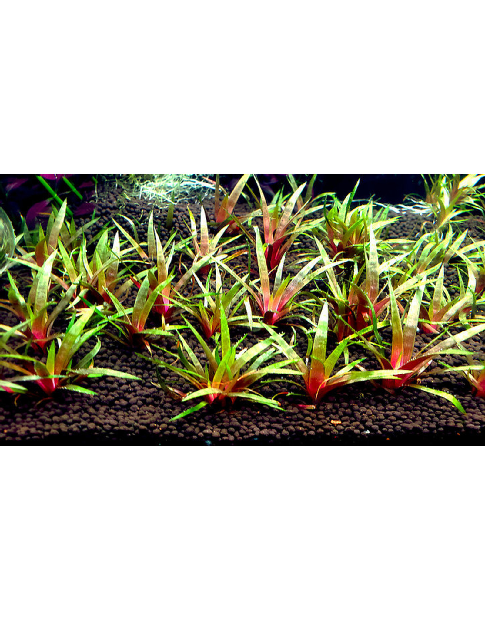 ABC Plants ABC PLANTS - Eriocaulon - King Crimson