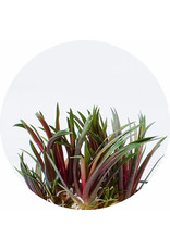 ABC Plants ABC PLANTS - Eriocaulon - King Crimson