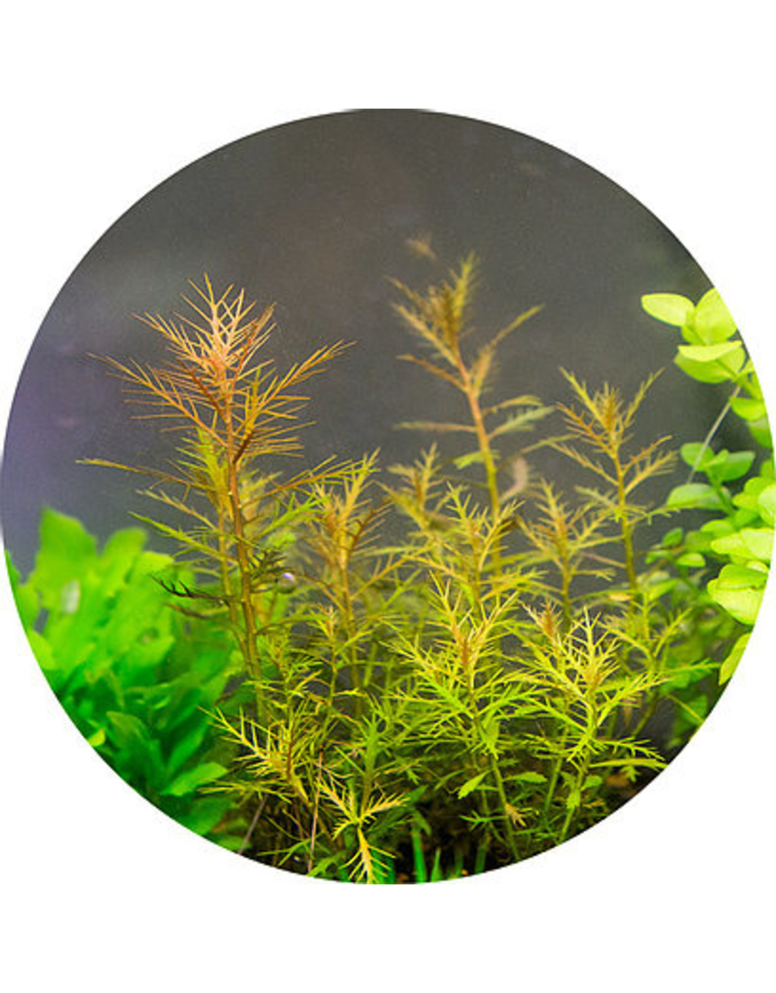 ABC Plants ABC PLANTS - Proserpinaca palustris 'Marsh Mermaid'