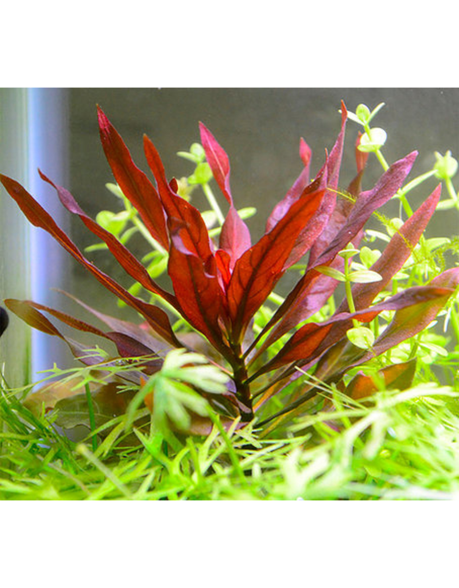 ludwigia peruensis red