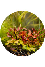 ABC Plants ABC PLANTS - Ludwigia peruensis 'Red Star'