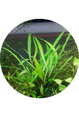 ABC Plants ABC PLANTS - Hygrophila corymbosa 'angustifolia'