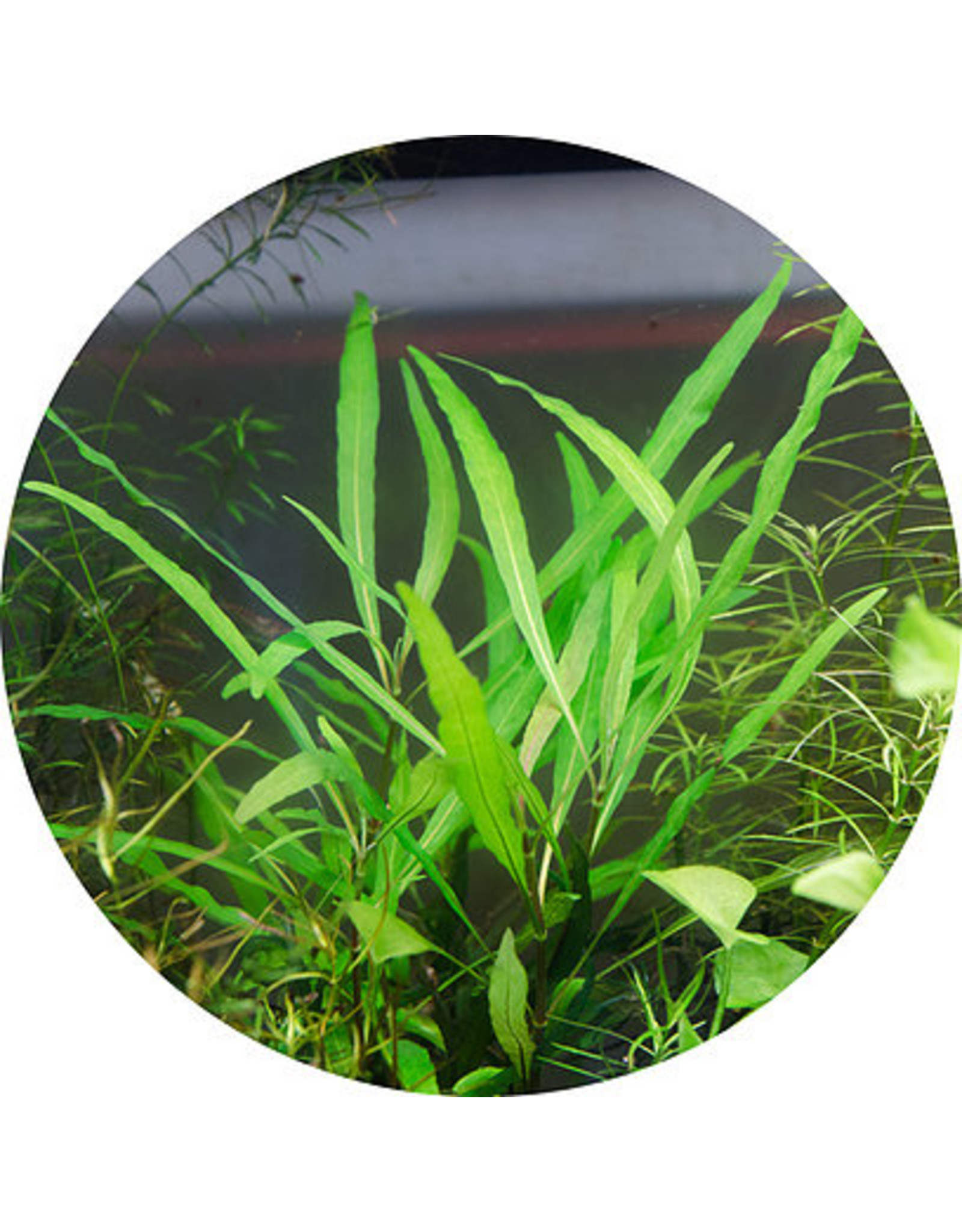 ABC Plants ABC PLANTS - Hygrophila corymbosa 'angustifolia'