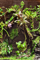 Fernwood FERNWOOD Tree Fern Panel - Large 18" x 6" x 0.6" - 2 Pack