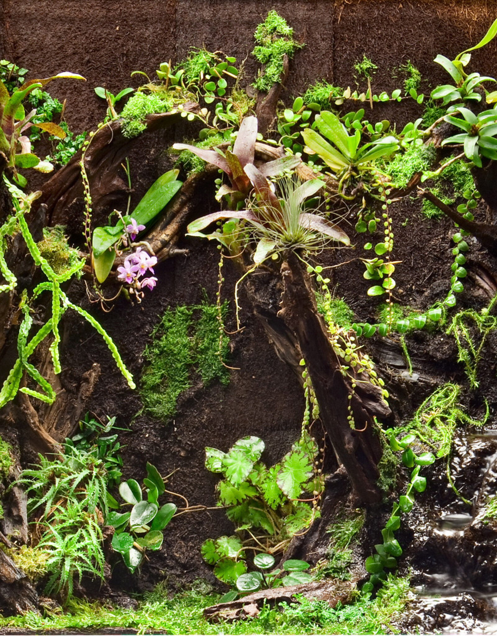 Fernwood FERNWOOD Tree Fern Panel - Medium 12" x 6" x 0.6" - 2 Pack