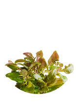ABC Plants ABC PLANTS - Alternanthera reineckii var. Lilacina