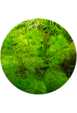 ABC Plants ABC PLANTS - Ambulia (Limnophila sessiliflora)