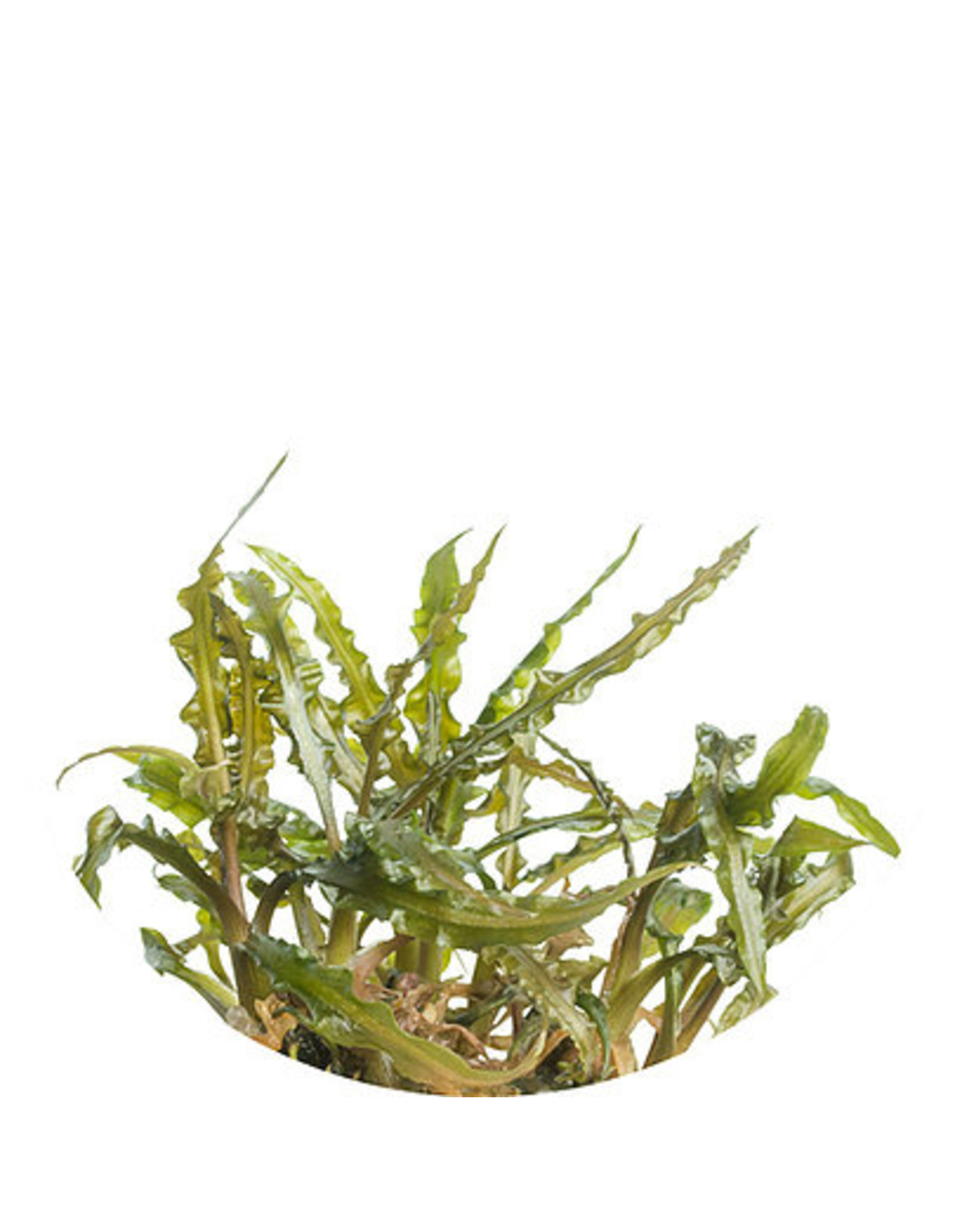 ABC Plants ABC PLANTS - Cryptocoryne crispatula