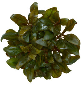 ABC Plants ABC PLANTS - Alternanthera reineckii var. Rosaefolia