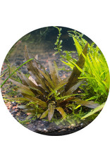 ABC Plants ABC PLANTS - Cryptocoryne wentii