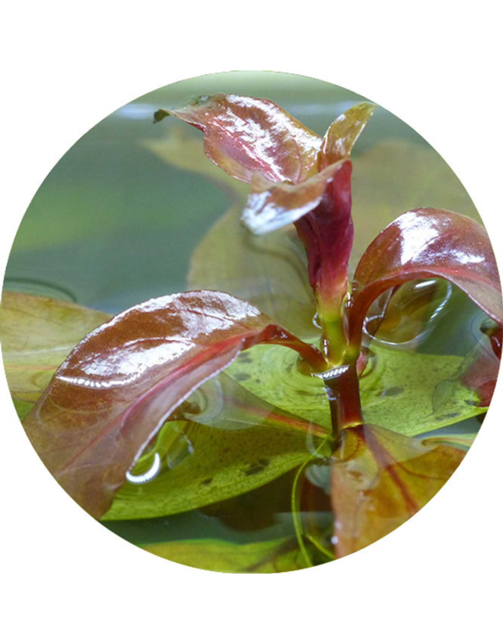 ABC Plants ABC PLANTS - Ludwigia repens 'rubin'