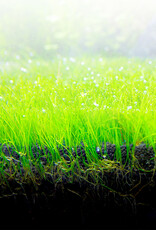 Fluval FLUVAL Bio-Stratum Volcanic Soil-Powder