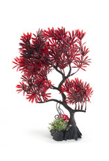 Burgham Aqua-Fit AQUA-FIT Red Japanese Maple Bonsai 11"