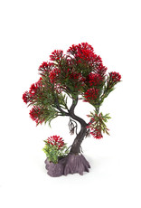 Burgham Aqua-Fit AQUA-FIT Red Pine Bonsai 8"