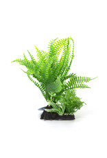 Burgham Aqua-Fit AQUA-FIT Green Broad Leaf Fern Plant 7"