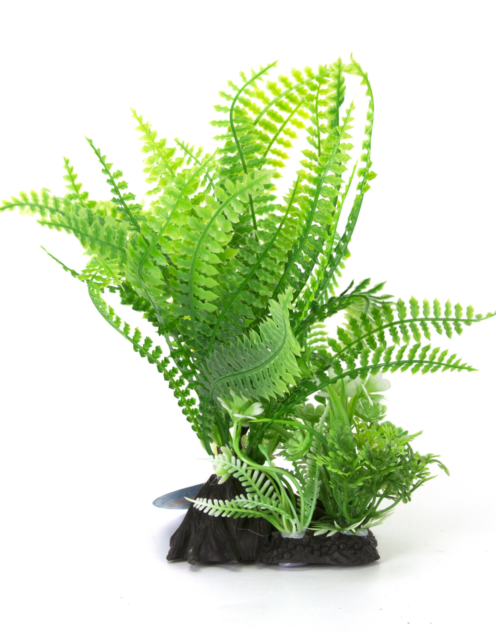 Burgham Aqua-Fit AQUA-FIT Green Broad Leaf Fern Plant 7"
