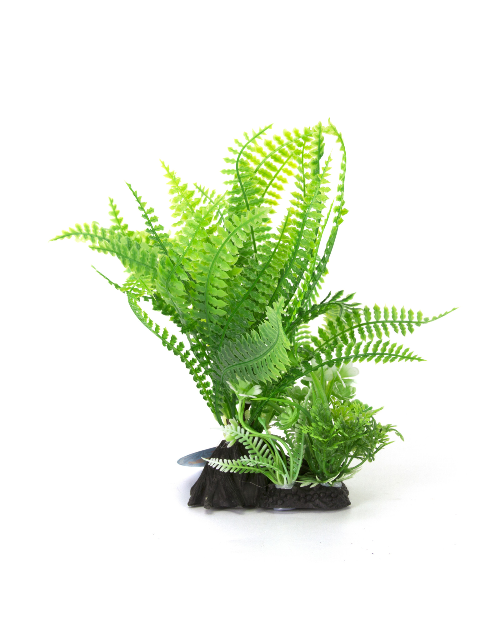 Burgham Aqua-Fit AQUA-FIT Green Broad Leaf Fern Plant 7"