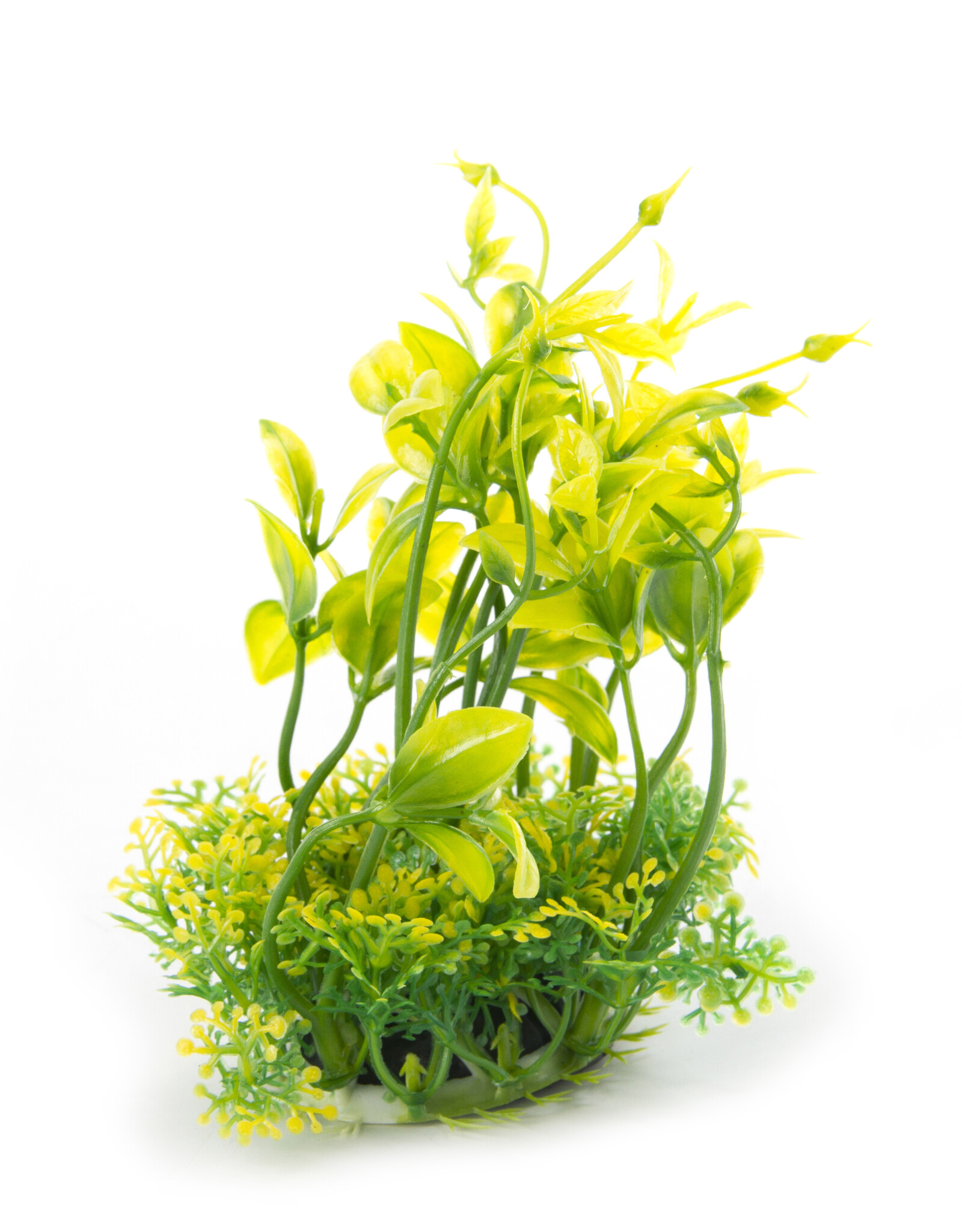 Burgham Aqua-Fit AQUA-FIT Hygro Plants 5"