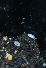Roger's Aquatics Isopod Culture - P. laevis "Dairy Cow"