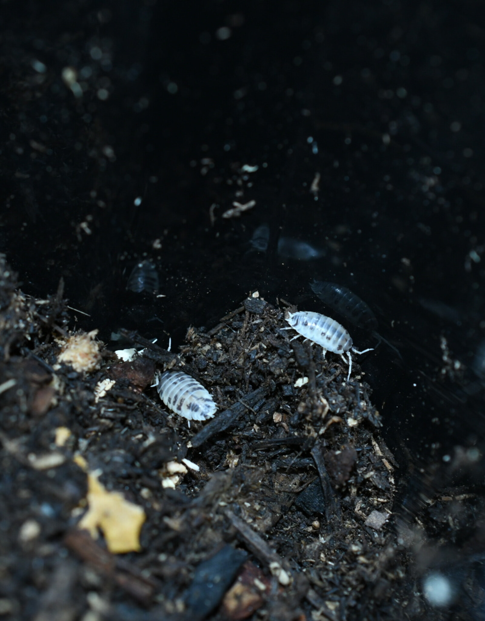 Roger's Aquatics Isopod Culture - P. laevis "Dairy Cow"