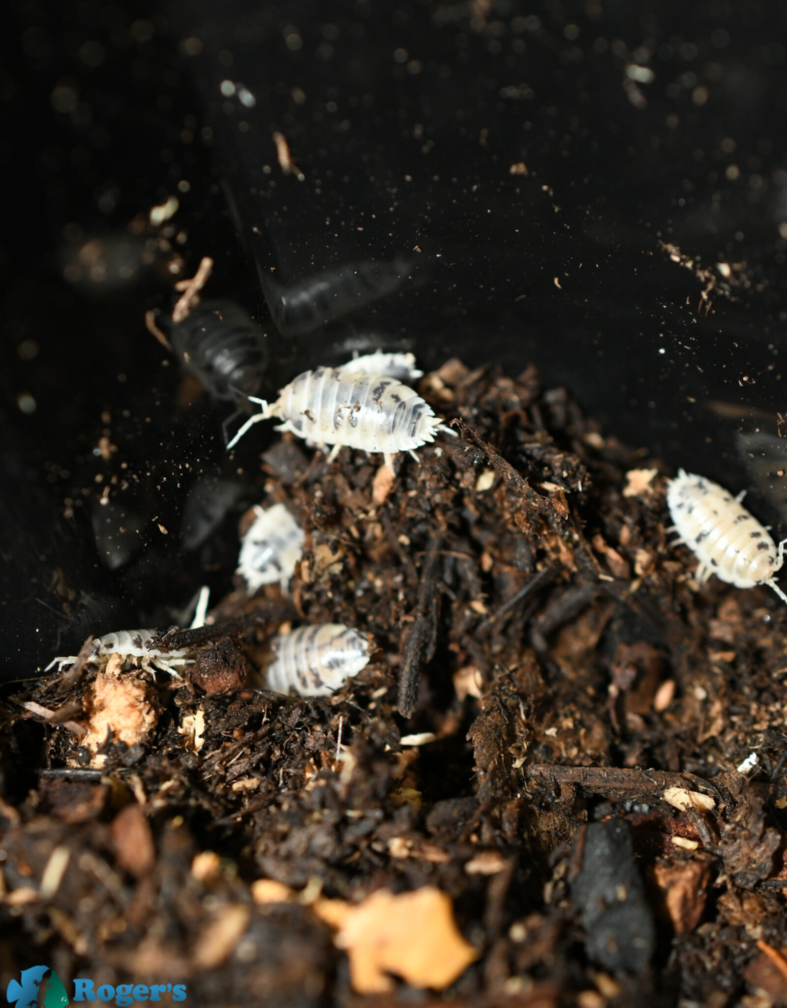 Roger's Aquatics Isopod Culture - P. laevis "Dairy Cow"