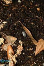 Roger's Aquatics Isopod Culture - P. laevis "Dairy Cow"