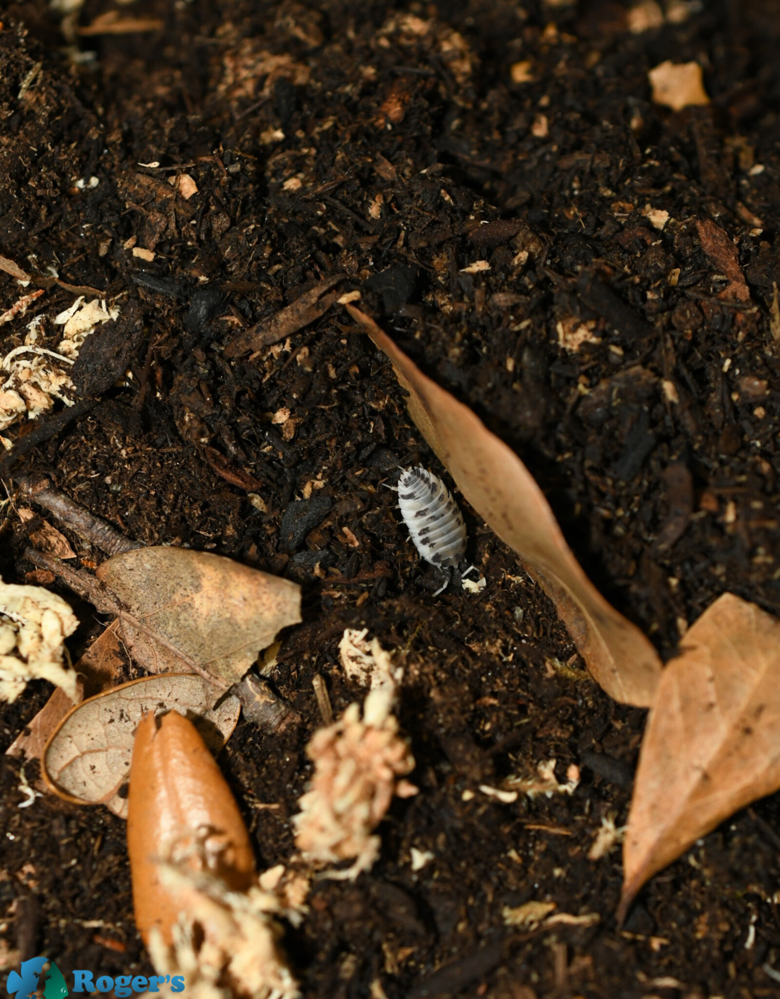 Roger's Aquatics Isopod Culture - P. laevis "Dairy Cow"