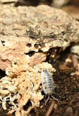 Roger's Aquatics Isopod Culture - P. laevis "Dairy Cow"