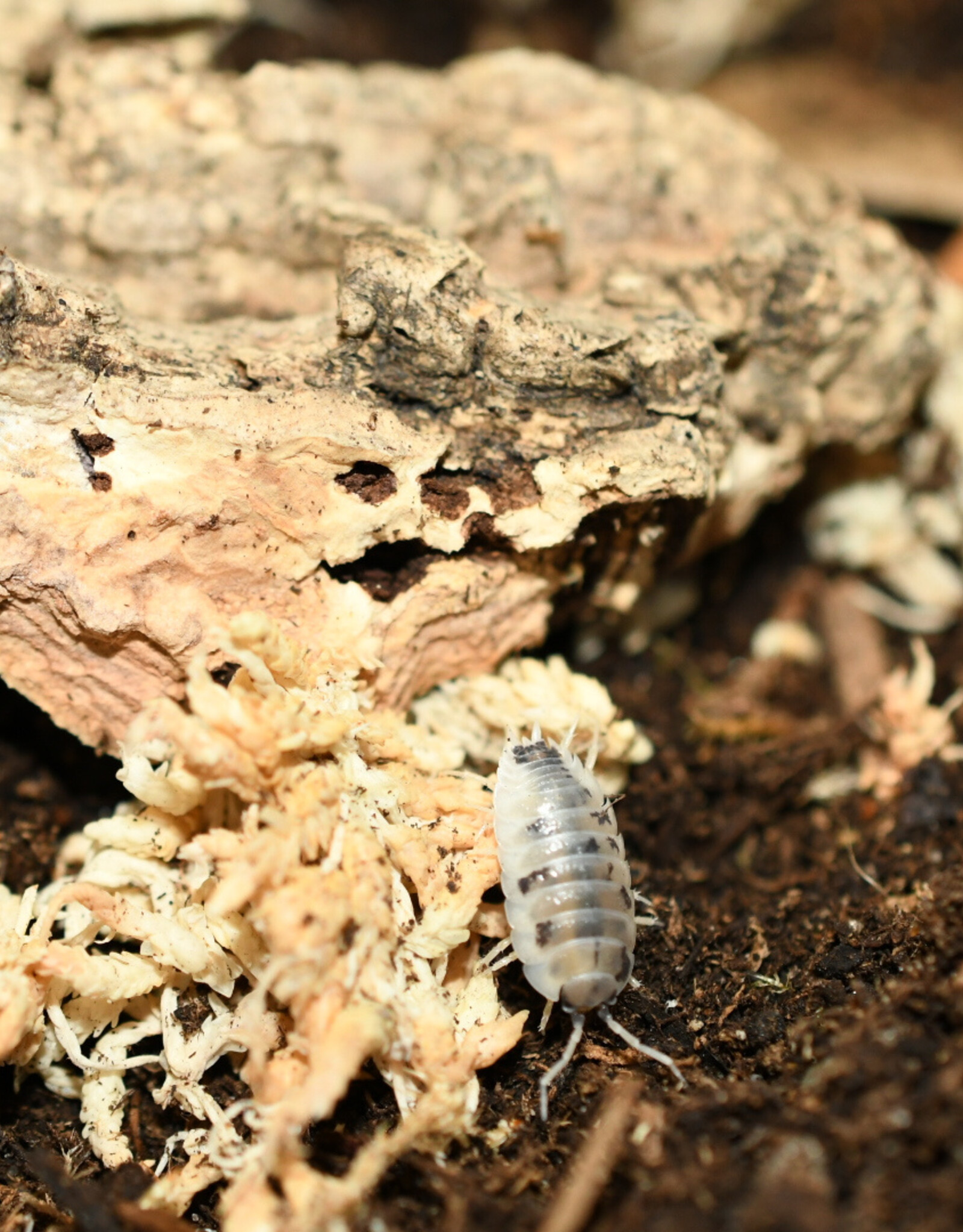 Roger's Aquatics Isopod Culture - P. laevis "Dairy Cow"