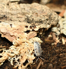 Roger's Aquatics Isopod Culture - P. laevis "Dairy Cow"