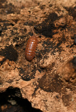 Roger's Aquatics Isopod Culture - A. vulgare "Punta Cana"