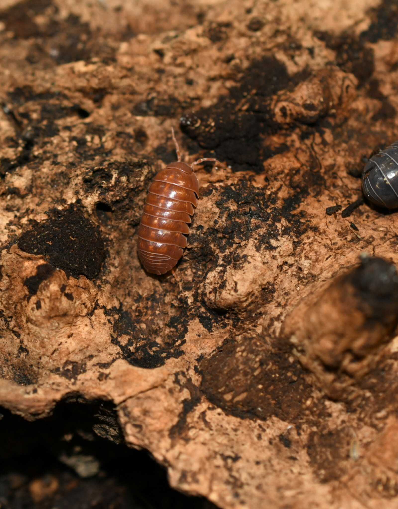 Roger's Aquatics Isopod Culture - A. vulgare "Punta Cana"